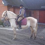 Fjordhest Rita