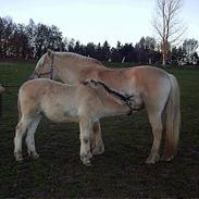 Fjordhest Rita