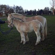 Fjordhest Rita