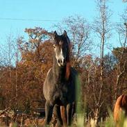 Anden særlig race Khali