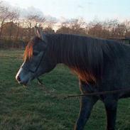 Anden særlig race Khali