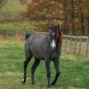 Anden særlig race Khali