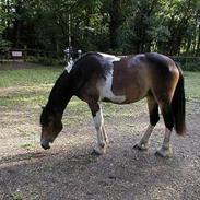 Anden særlig race Khali