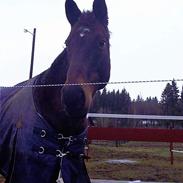 Anden særlig race Hr. Nilson