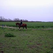 Anden særlig race Ronja