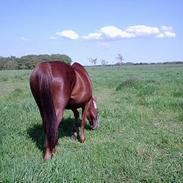 Anden særlig race Ronja