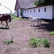 Anden særlig race Ronja