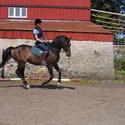 Svensk Varmblod lejon