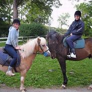 Svensk Varmblod lejon