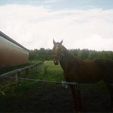 Dansk Varmblod hessie (efterlyses)