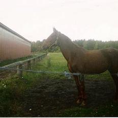 Dansk Varmblod hessie (efterlyses)