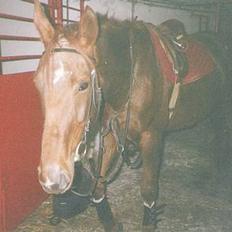 Dansk Varmblod hessie (efterlyses)