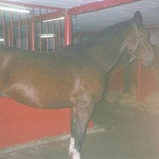 Hannoveraner amazing fay(efterlyses)