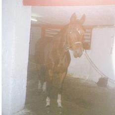 Hannoveraner amazing fay(efterlyses)