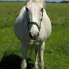 Anden særlig race Jackie