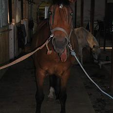 Anden særlig race Athene