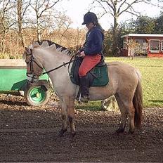 Fjordhest Felicia