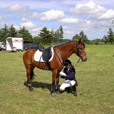 New Forest My Fair Turbo (solgt)