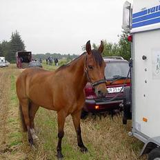 New Forest My Fair Turbo (solgt)