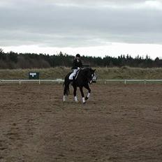 Dansk Varmblod Strandbylunds Dimitri * solgt*