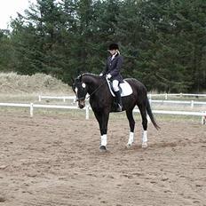 Dansk Varmblod Strandbylunds Dimitri * solgt*