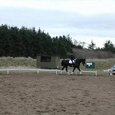 Dansk Varmblod Strandbylunds Dimitri * solgt*