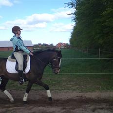 Anden særlig race Moonlight B- Pony