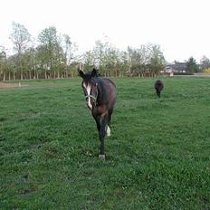 Anden særlig race Moonlight B- Pony