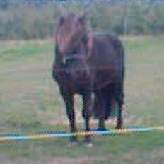 Anden særlig race Kalle