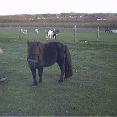 Anden særlig race Kalle