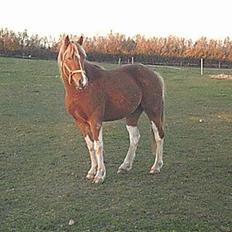 Anden særlig race Lukas