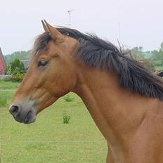 Anden særlig race Amazing Star