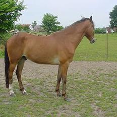 Anden særlig race Amazing Star