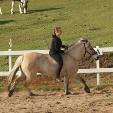 Fjordhest Felix
