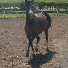 New Forest ahornsVognmangården Topsy