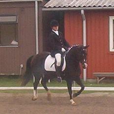 New Forest ahornsVognmangården Topsy