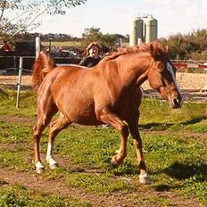 DSP ahorns=Tai Kimiko