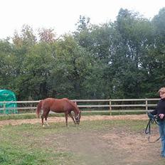 DSP ahorns=Tai Kimiko