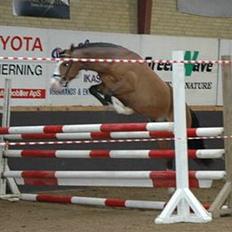 New Forest Ahorns Maloor