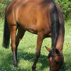 Hollandsk Sportspony Sjanoe - solgt