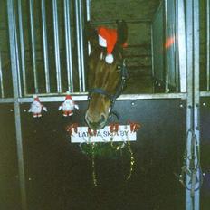 Hannoveraner Latoya Skovby