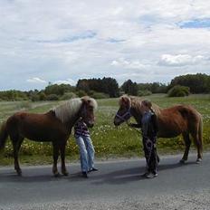 Islænder Aldis Fra Lundebakkegård