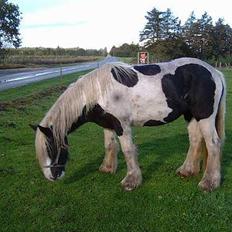 Tinker Linholms Blue mama