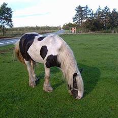 Tinker Linholms Blue mama