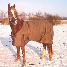 Anden særlig race Østergårdens Easy SOLGT