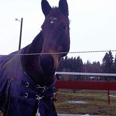 Anden særlig race Hr. Nilson