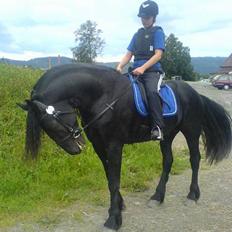 Frieser Ster hingsten Fenaro