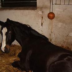 Trakehner Katuska/ †aflivet†