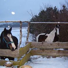 Trakehner Katuska/ †aflivet†