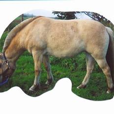 Fjordhest Fjella *solgt*